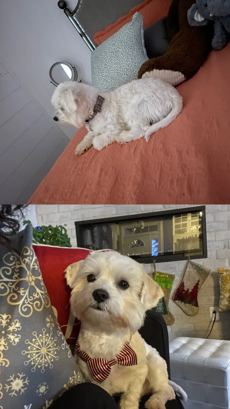 Lost dog in Dallas, NC, 28034