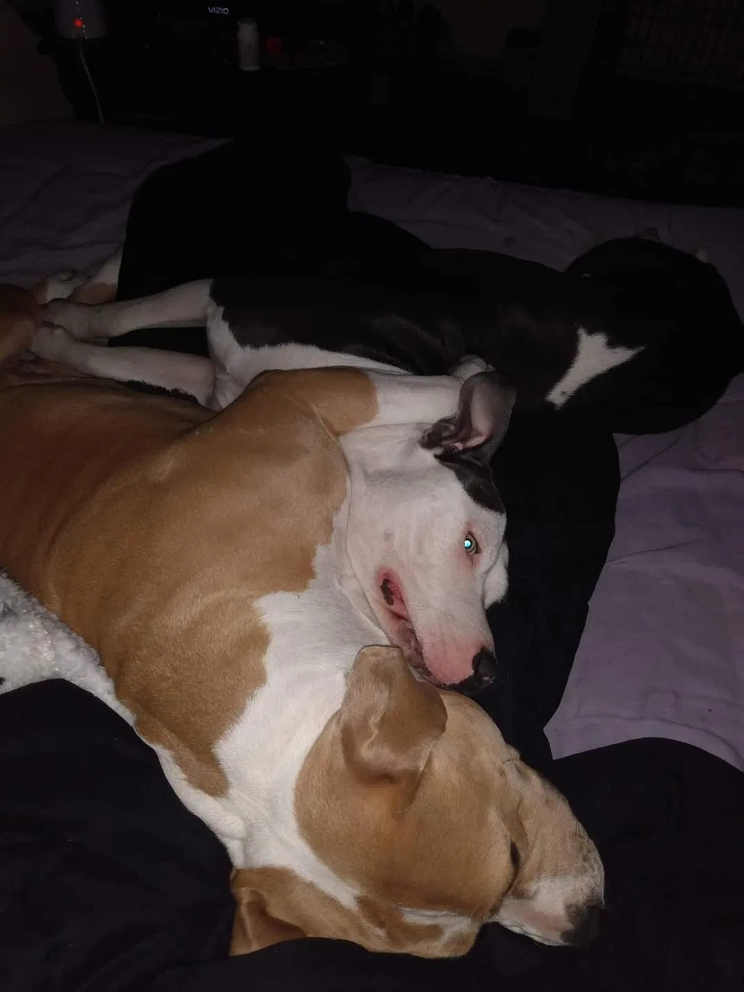 Lost dog in Pensacola, FL, 32534