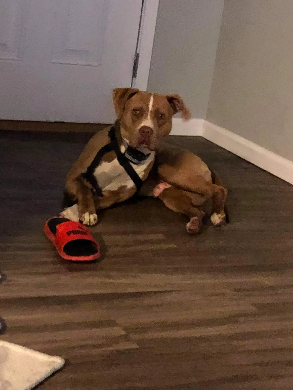 Lost dog in Wellsville, KS, 66092