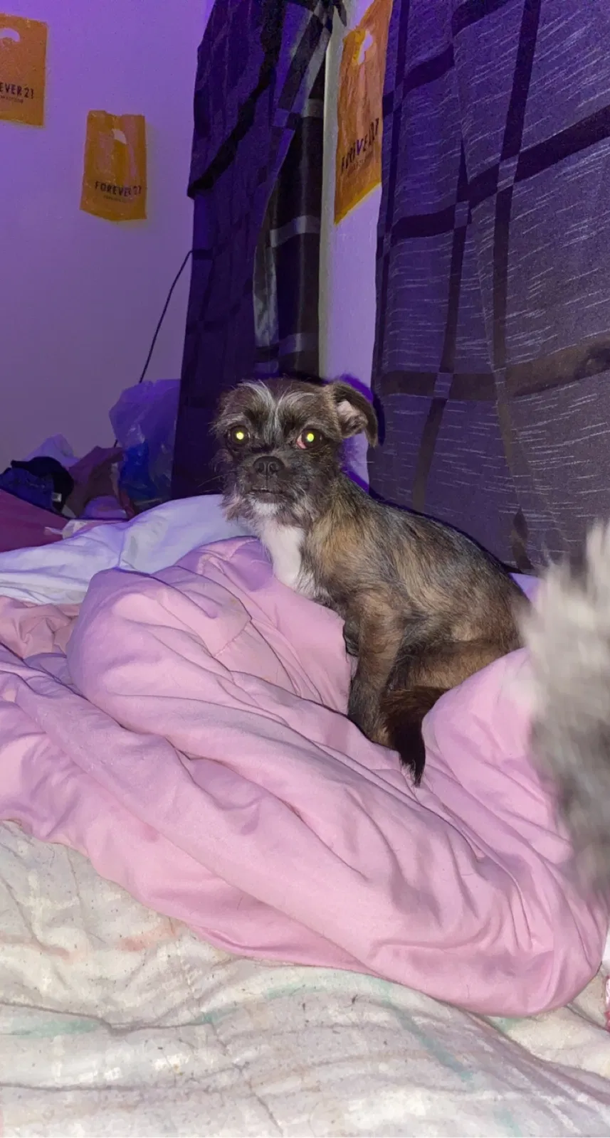Lost dog in Oakland, CA, 94601