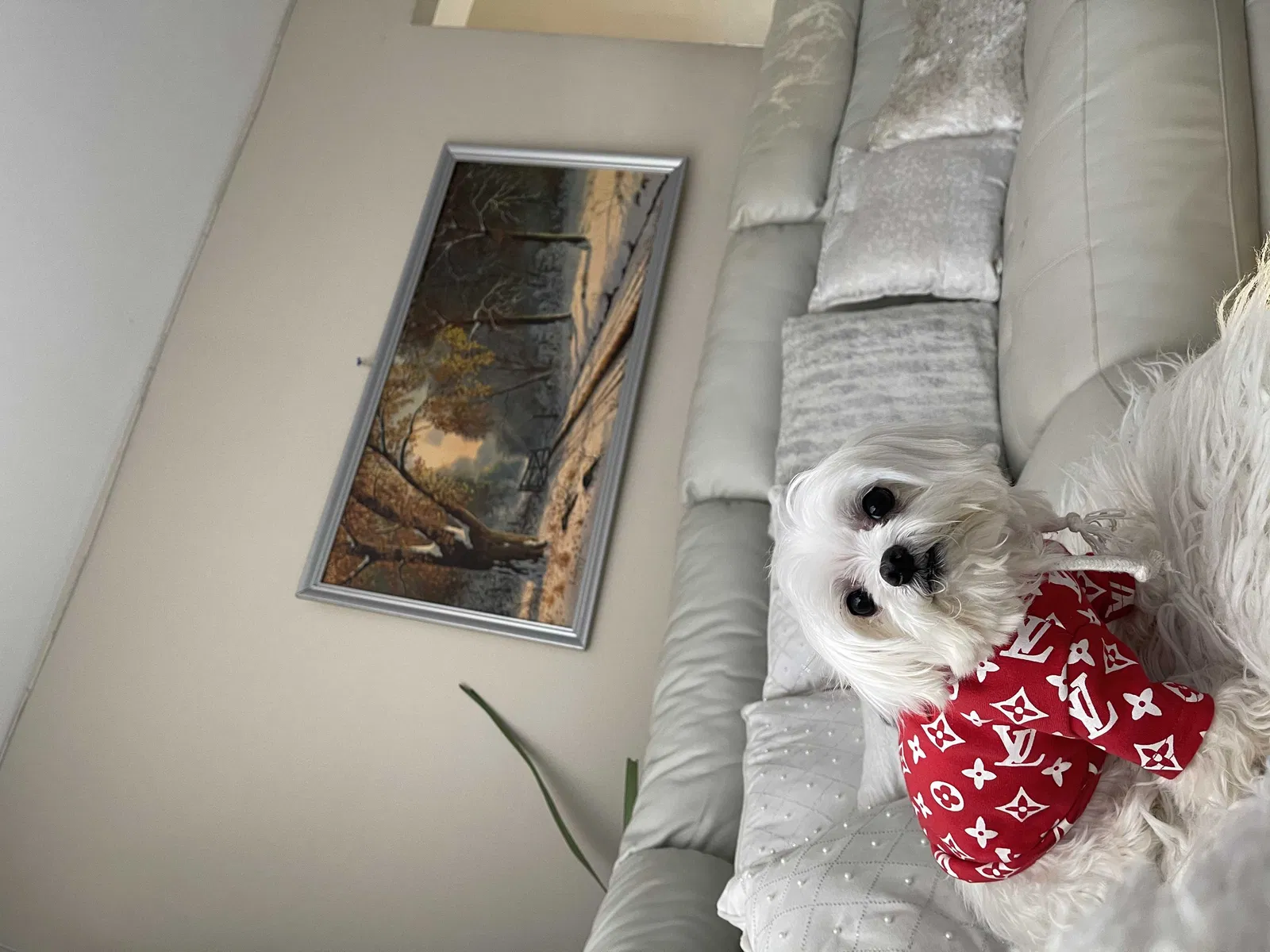 Lost dog in Brentwood, NY, 11717