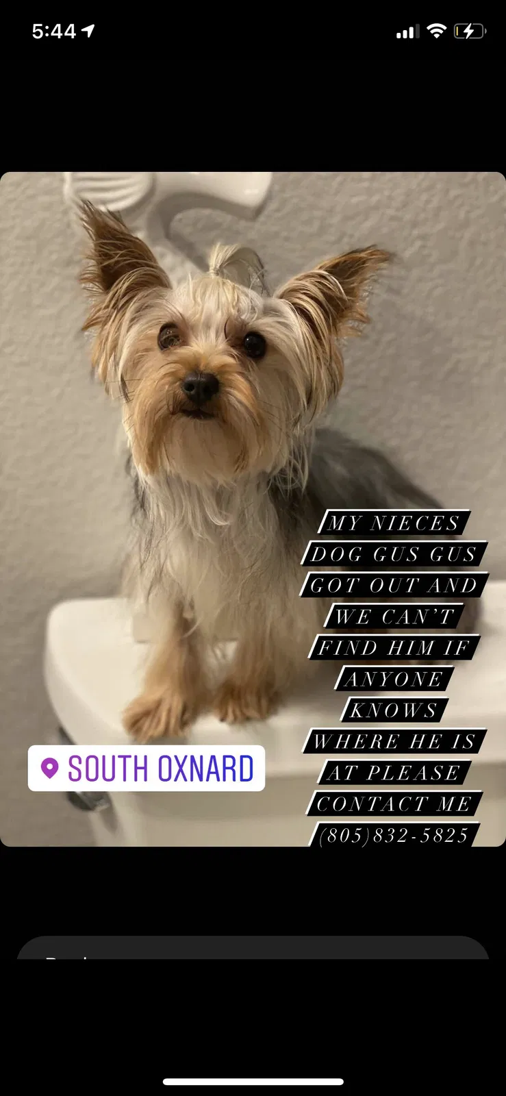 Lost dog in Oxnard, CA, 93030