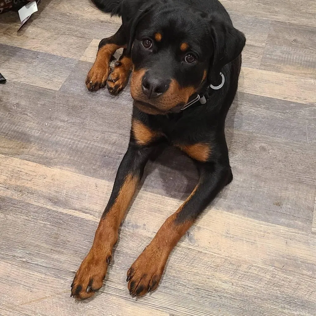 Lost dog in Baltimore, MD, 21217