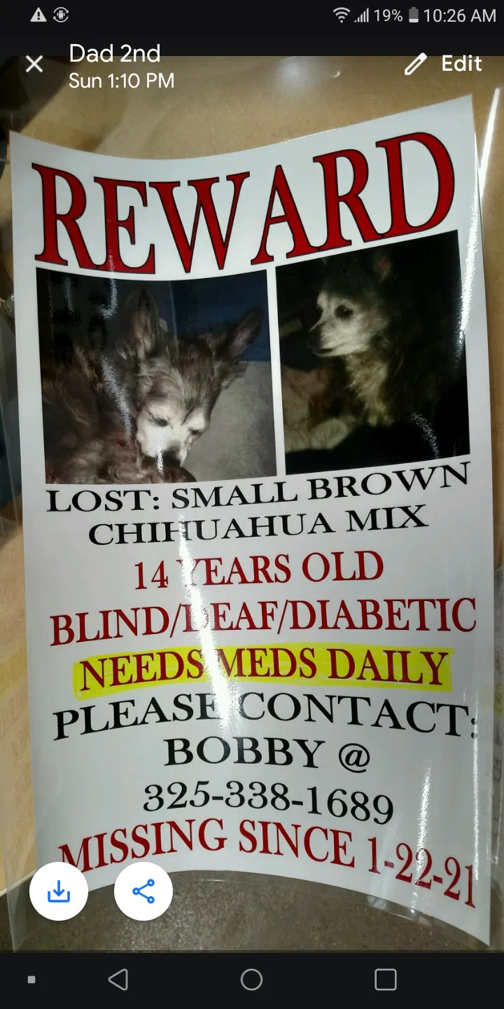 Lost dog in Abilene, TX, 79603