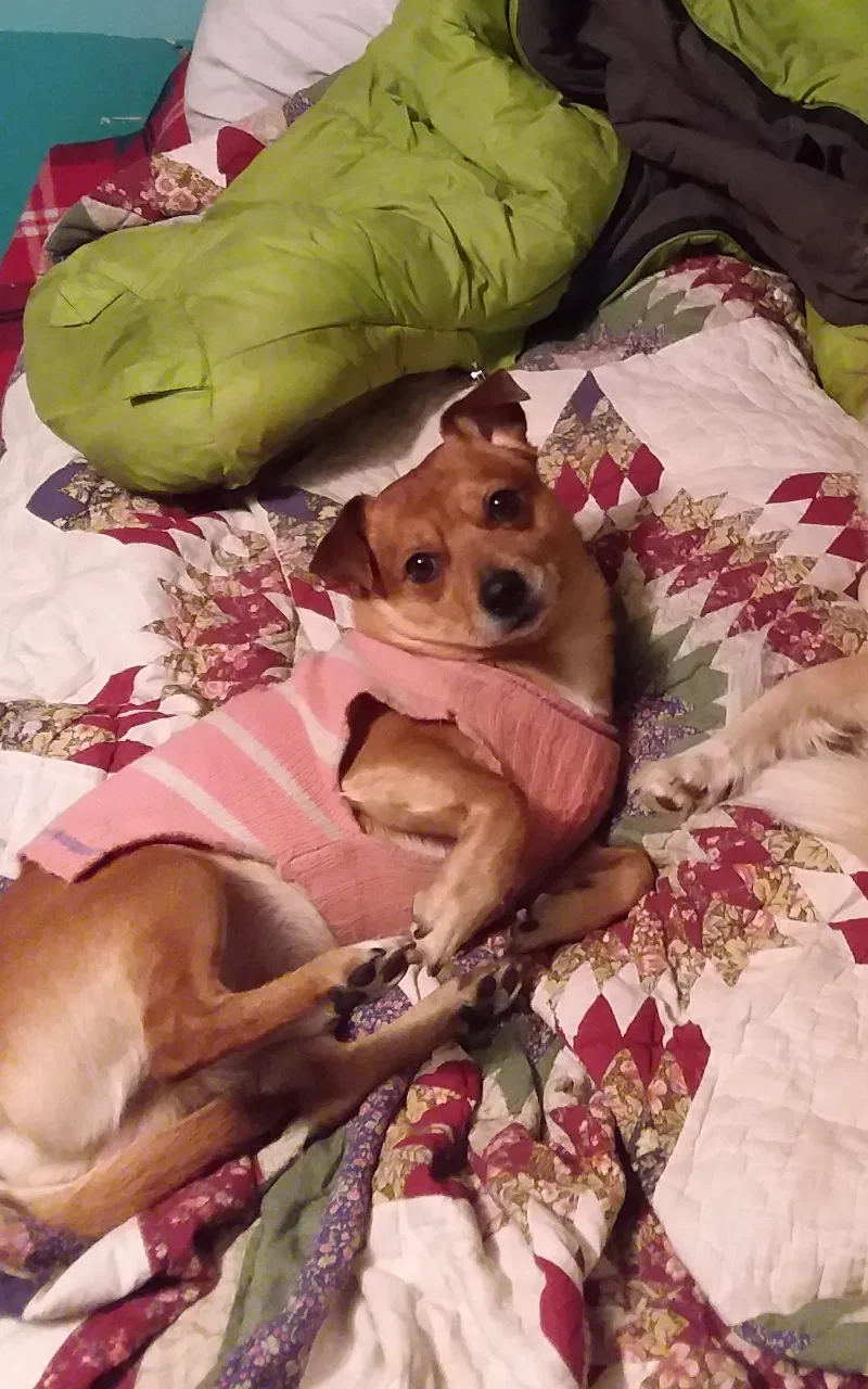 Lost dog in Coeur D Alene, ID, 83815