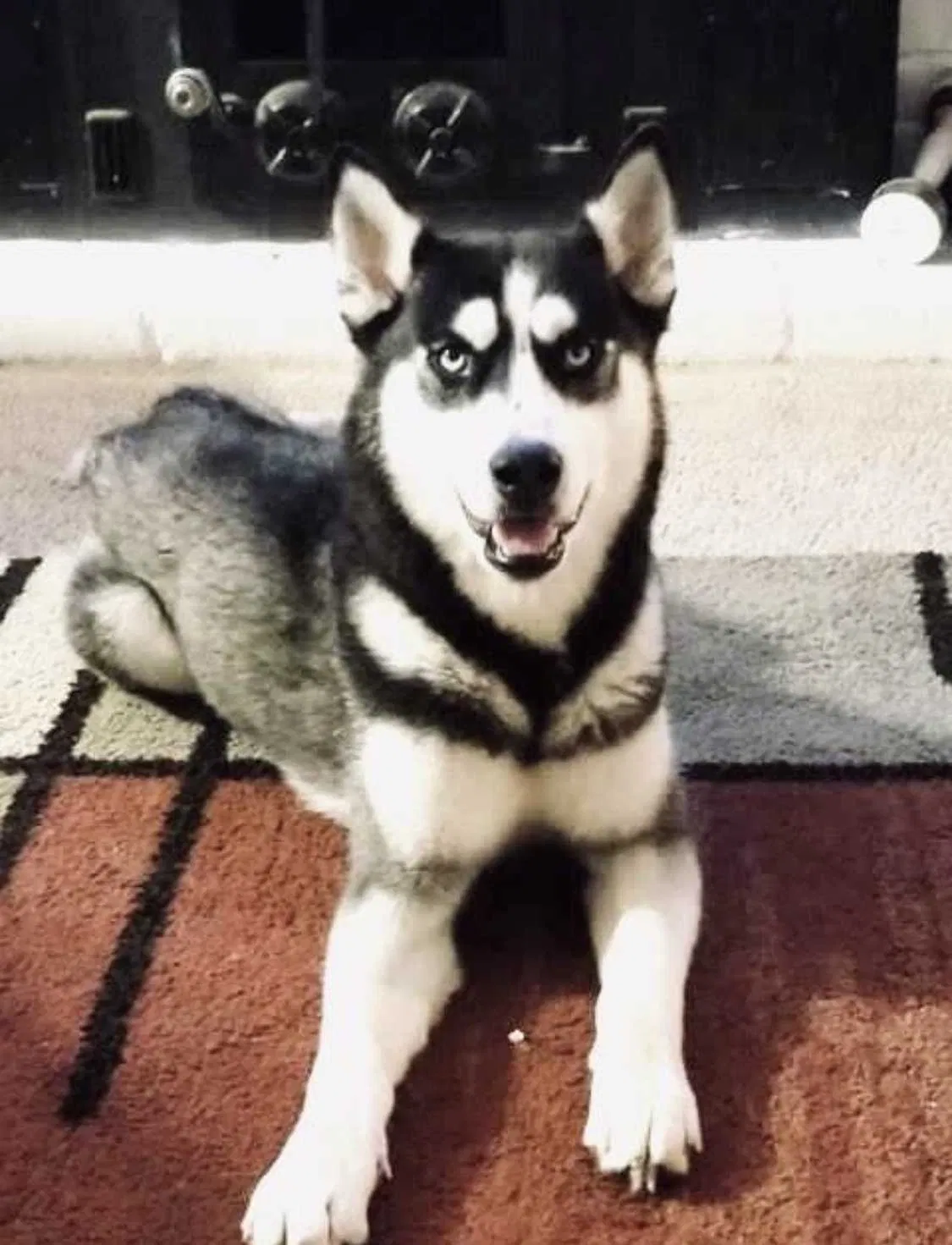 Lost dog in Sacramento, CA, 95827