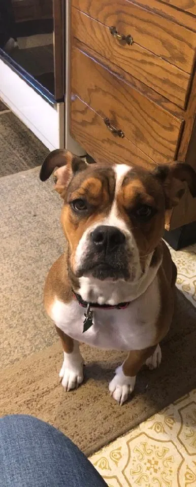 Lost dog in Mingo Junction, OH, 43938