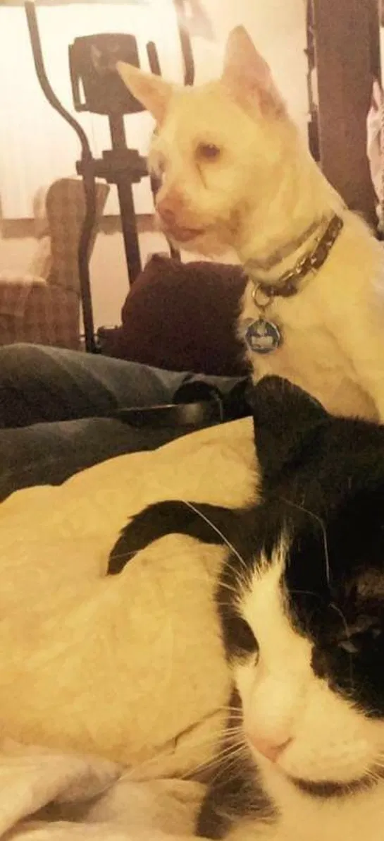 Lost dog in Kodak, TN, 37764