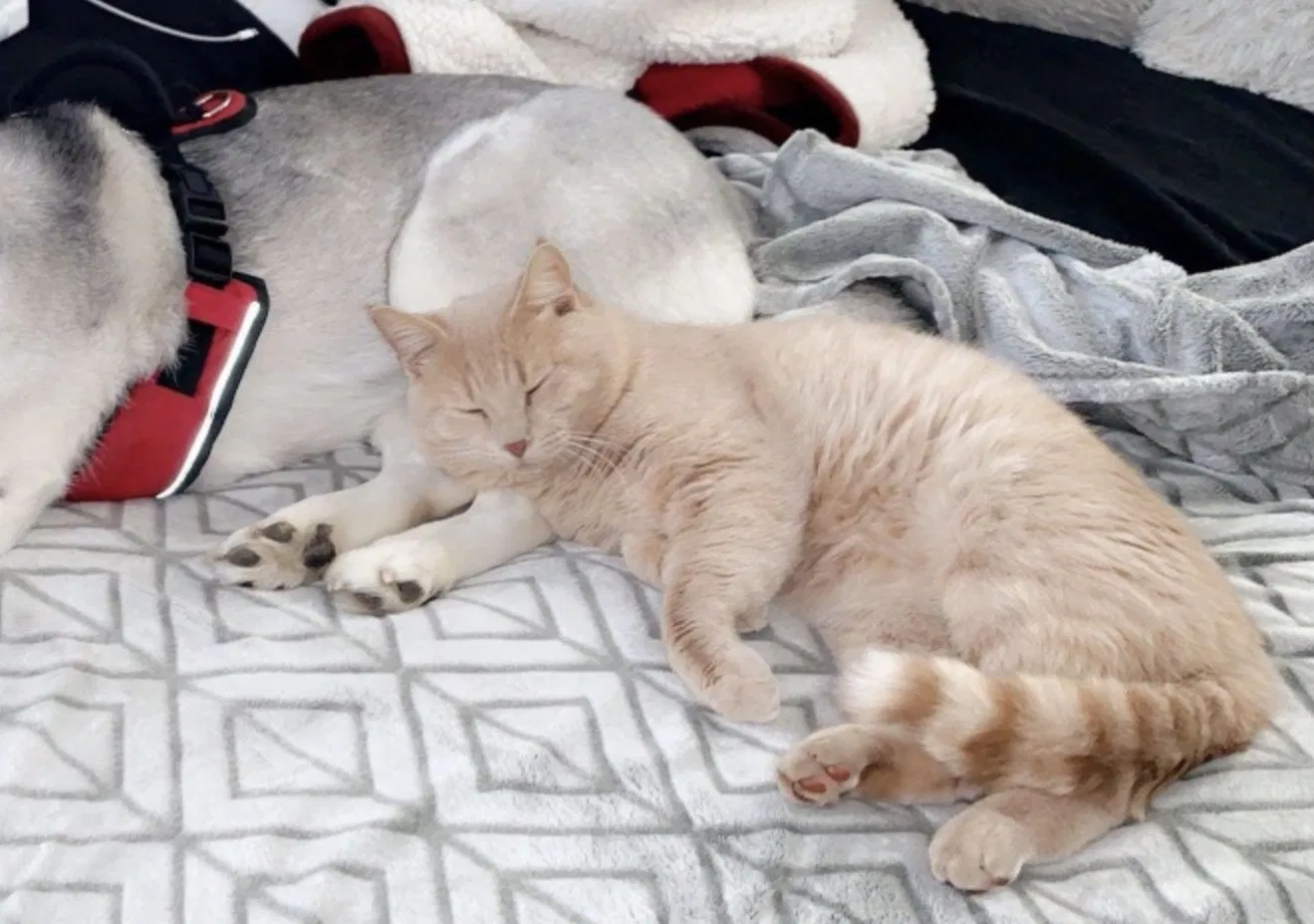Lost cat in Schaumburg, IL, 60193