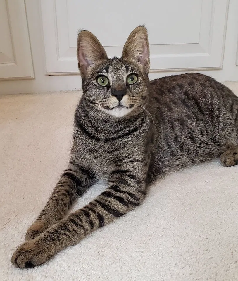 Lost cat in Sibley, MO, 64088