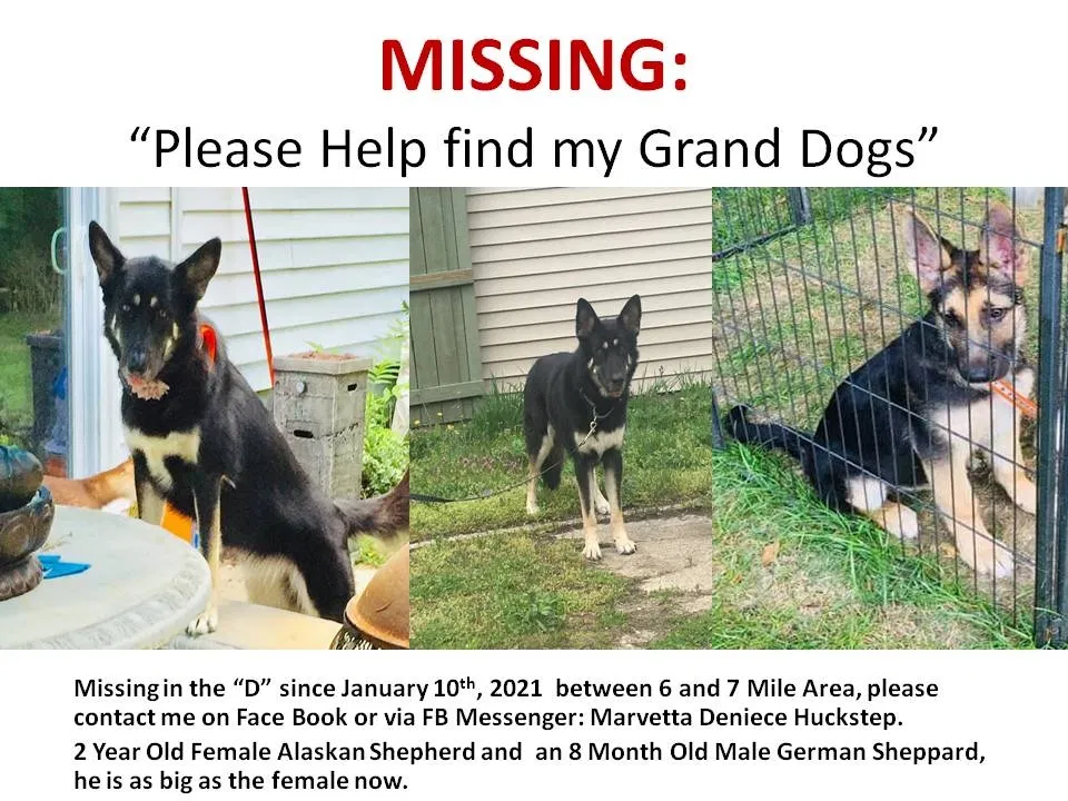Lost dog in Detroit, MI, 48235