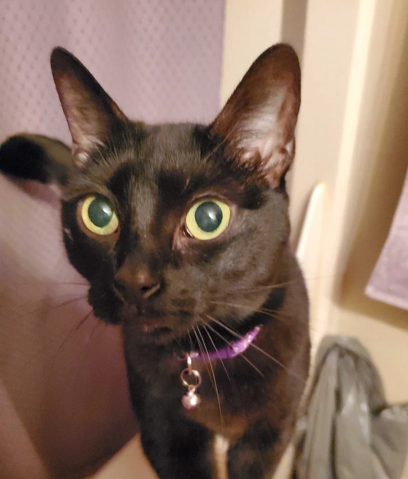 Lost cat in Jacksonville, FL, 32244