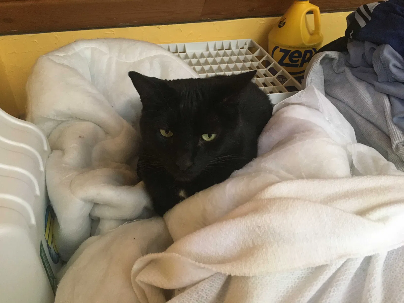 Lost cat in Downers Grove, IL, 60515