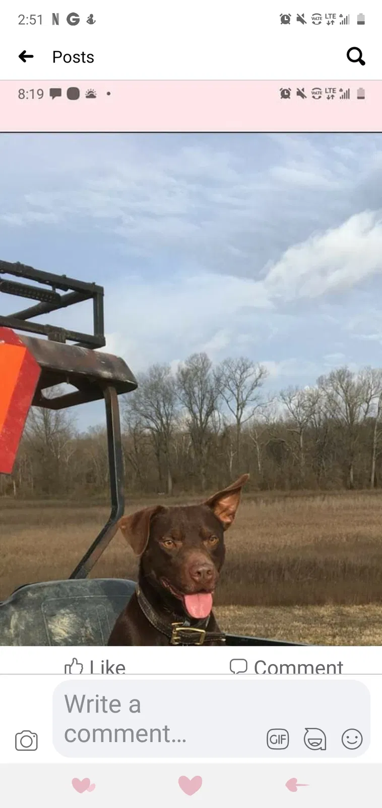Lost dog in Yazoo City, MS, 39194
