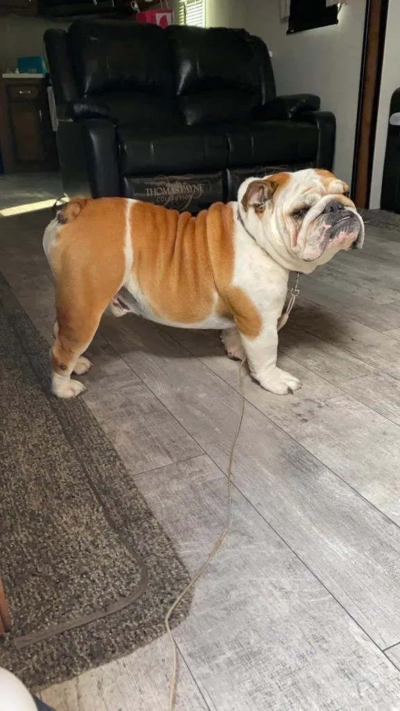 Lost dog in Hidalgo, TX, 78557