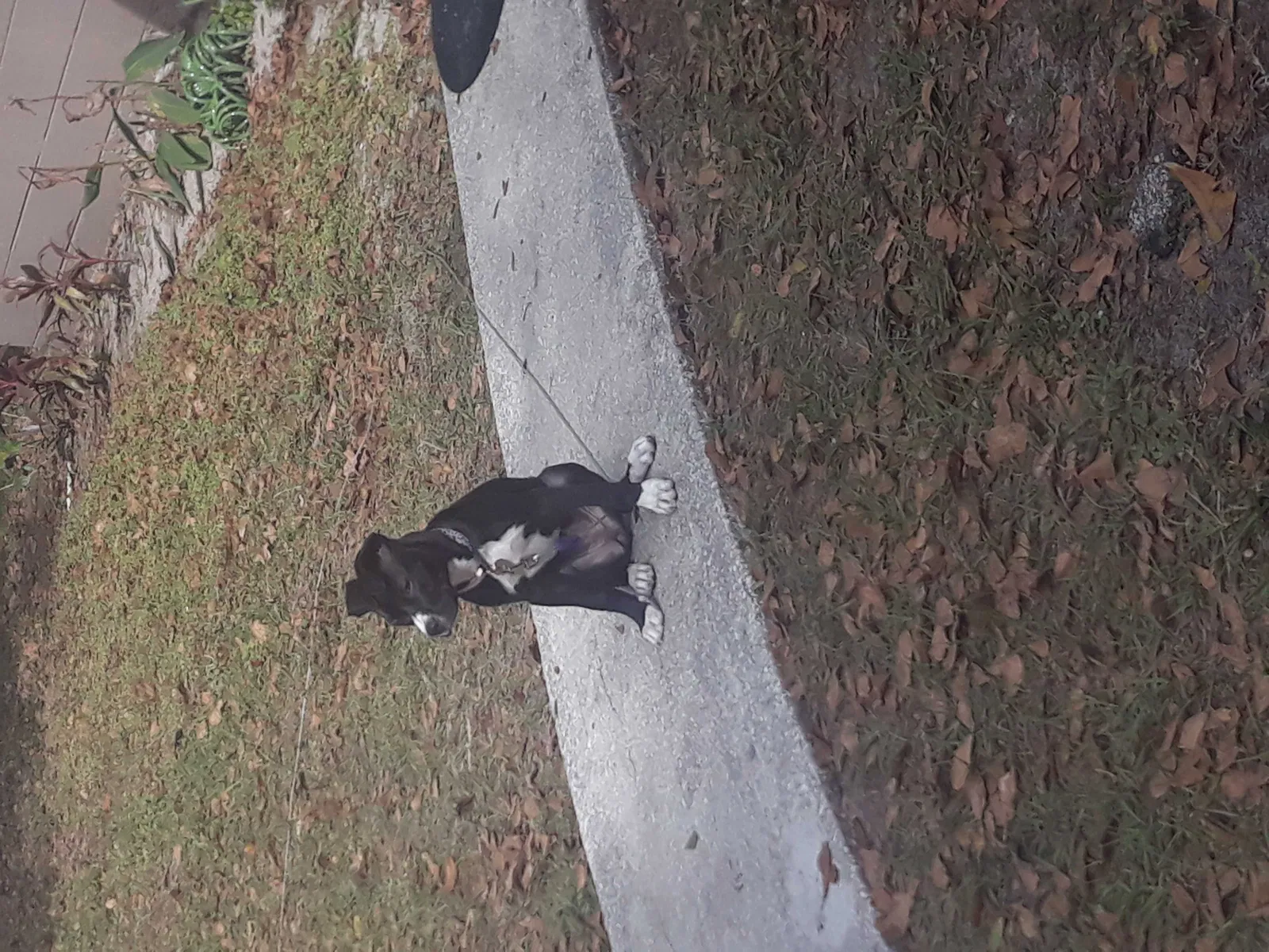Lost dog in Winter Haven, FL, 33880