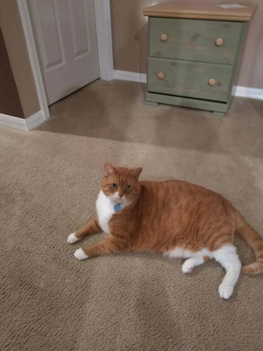 Lost cat in Davenport, FL, 33897