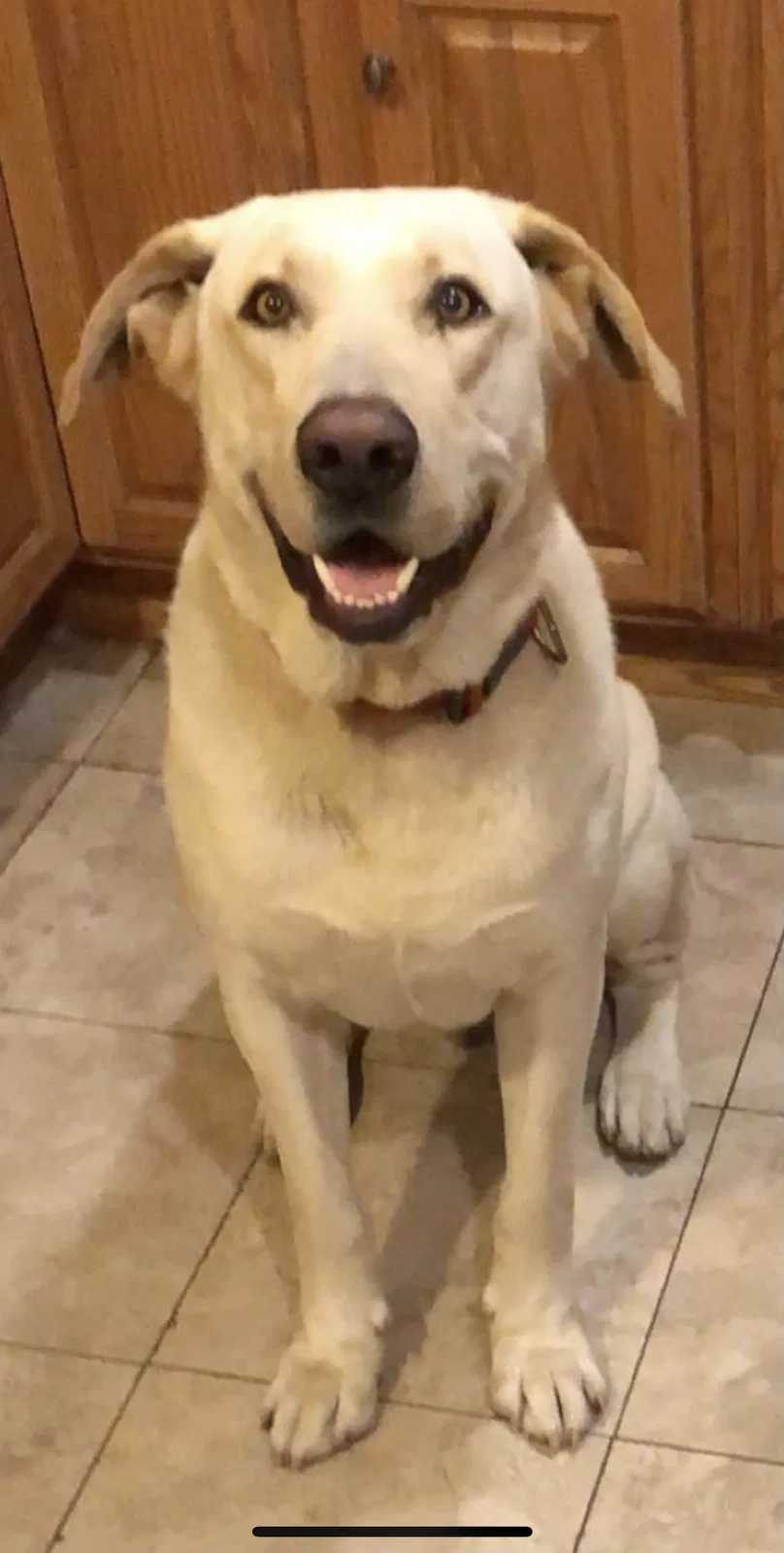 Lost dog in Davis, CA, 95616