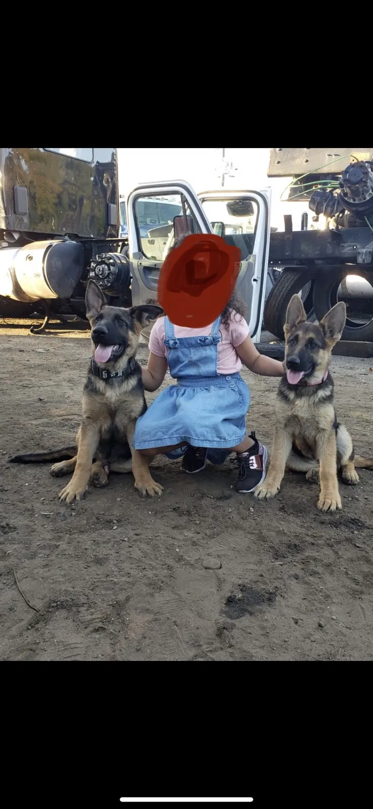 Lost dog in Zellwood, FL, 32798