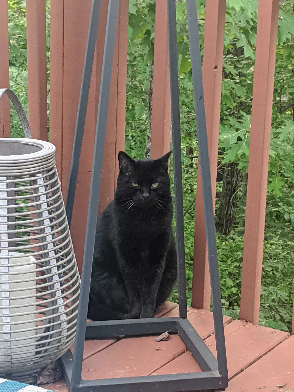 Lost cat in Alpharetta, GA, 30022