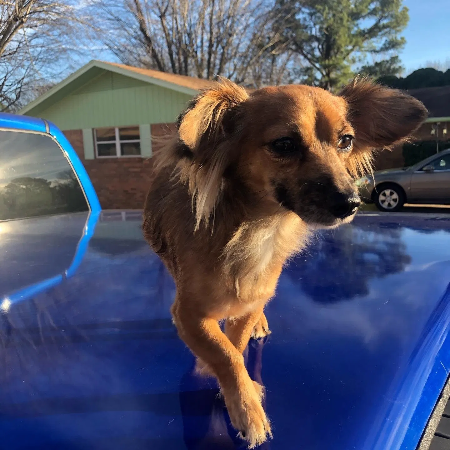 Lost dog in Fayetteville, AR, 72703