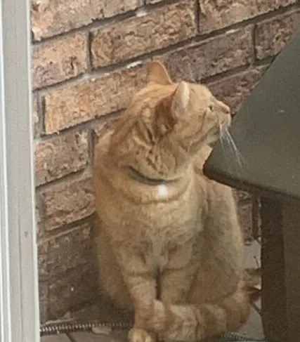 Lost cat in Utica, MI, 48316