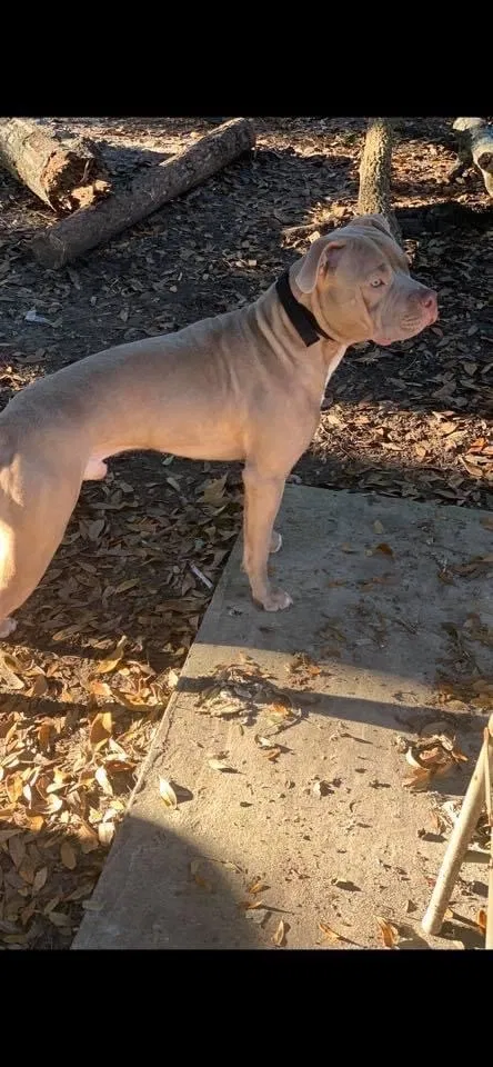 Lost dog in Ridgeland, SC, 29936