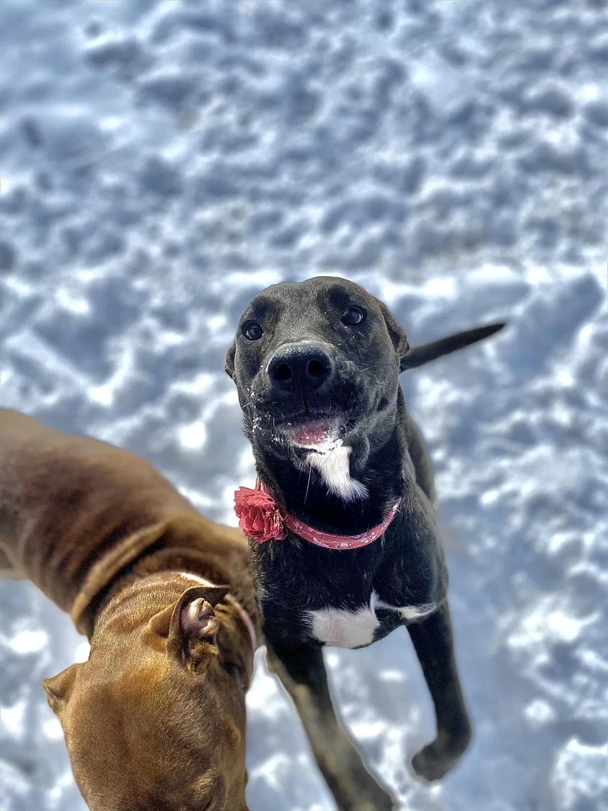 Lost dog in Lubbock, TX, 79401