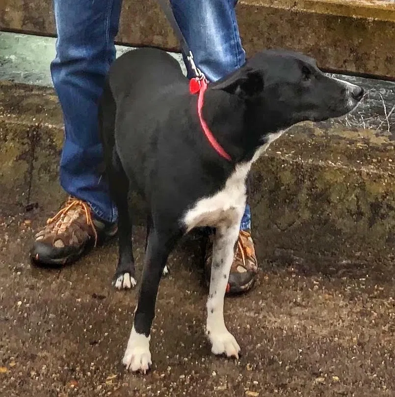 Lost dog in Cleveland, TN, 37312