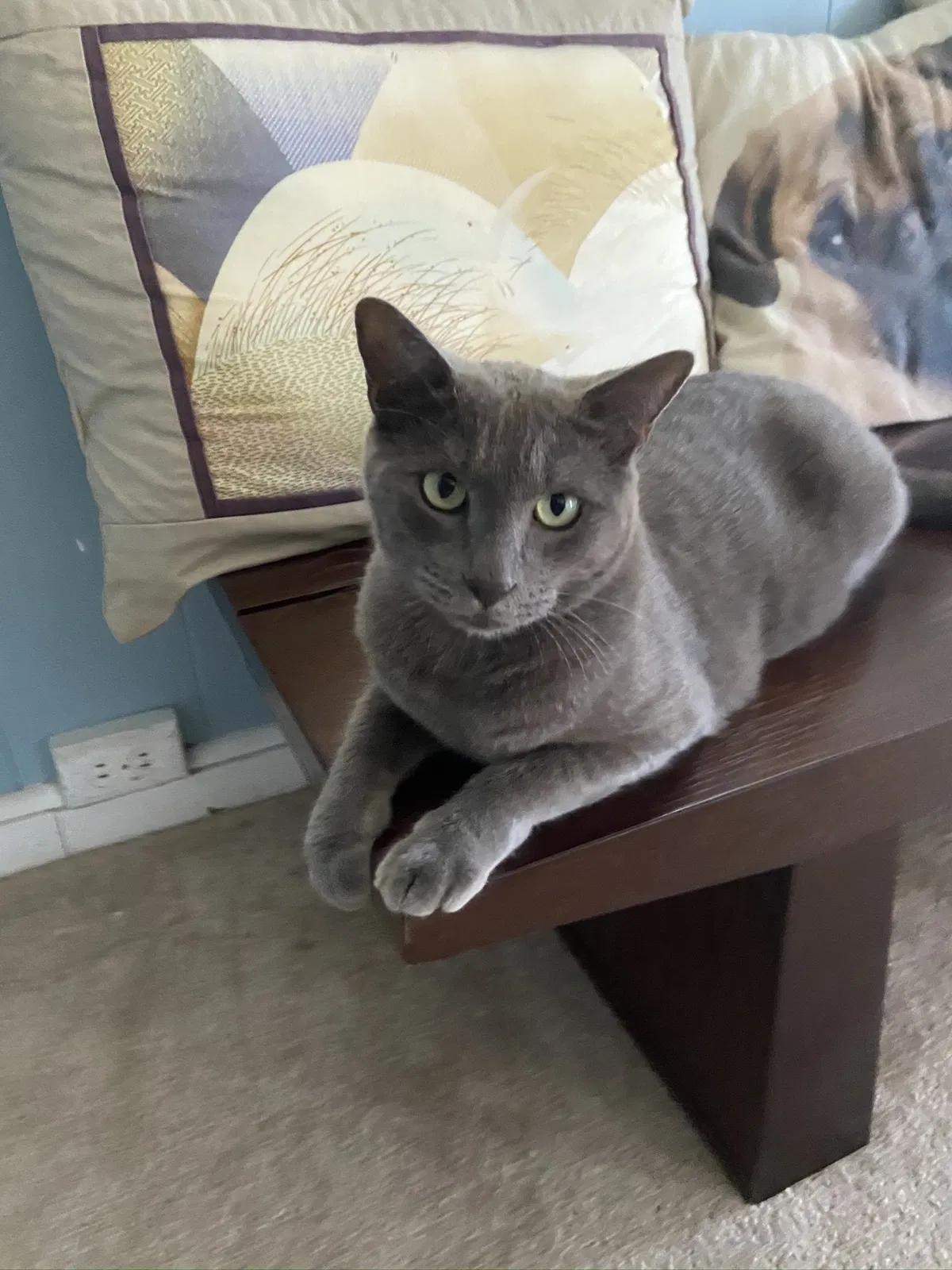 Lost cat in Kailua, HI, 96734