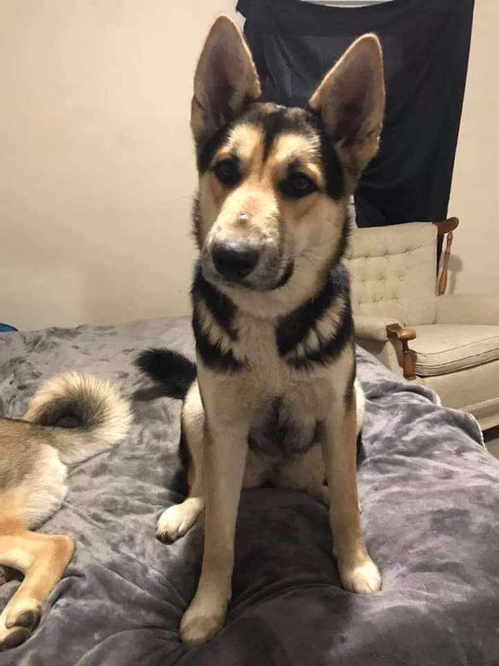 Lost dog in Dayton, OH, 45406