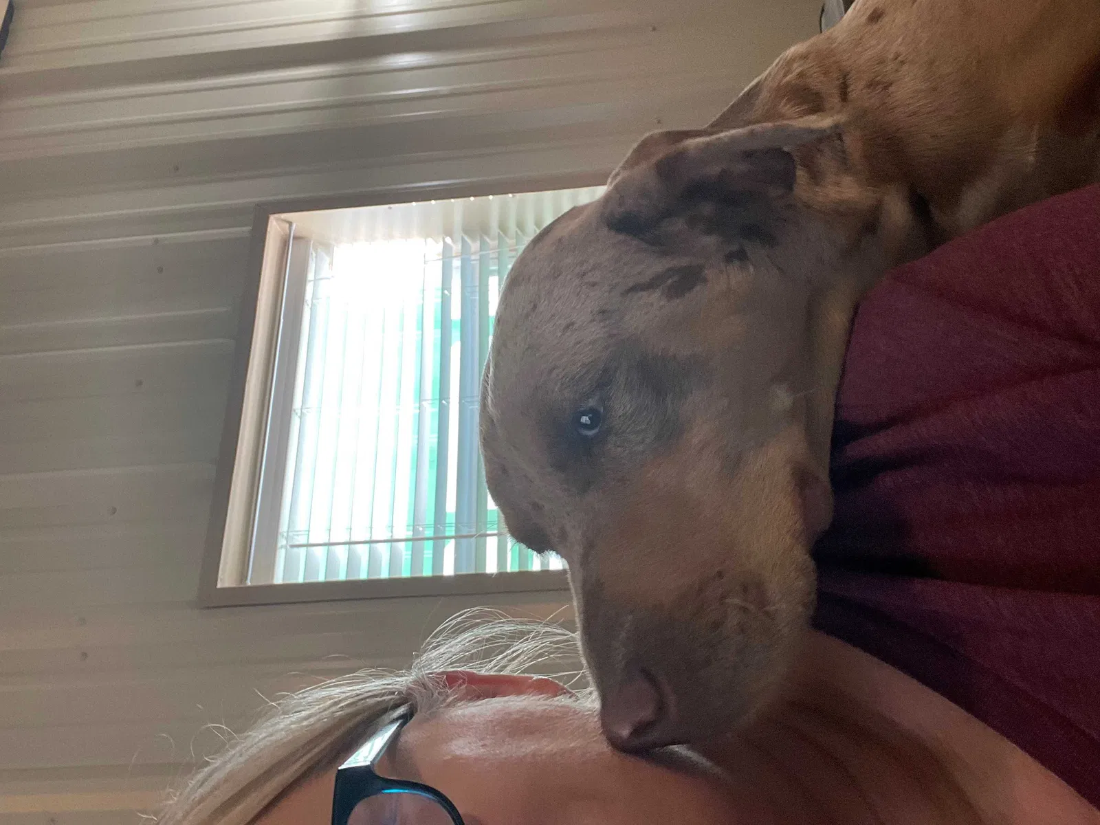 Found dog in San Angelo, TX, 76904