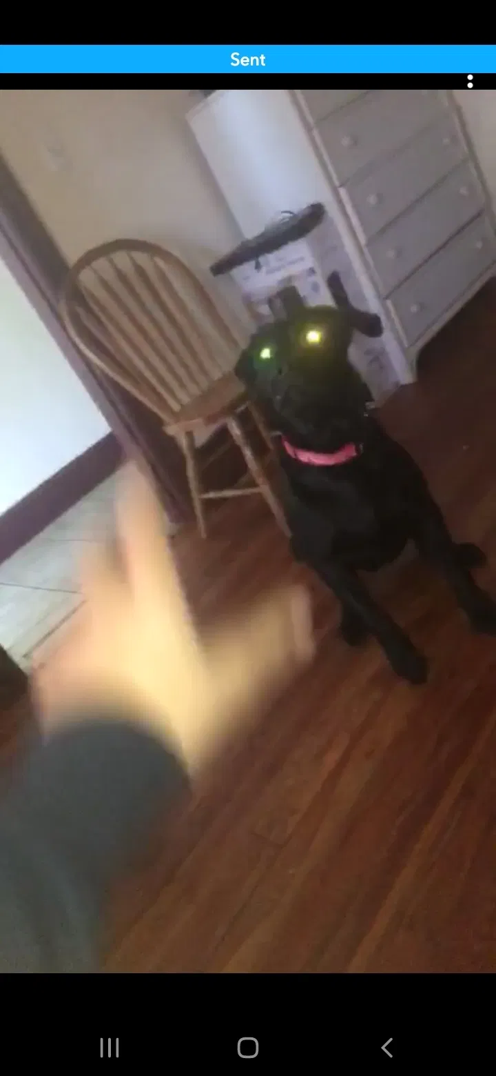 Lost dog in Knoxville, MD, 21758