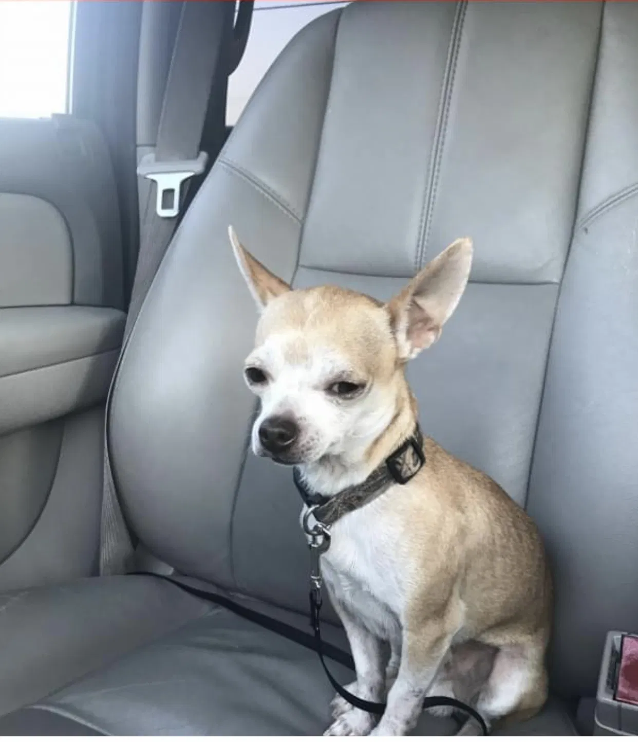 Lost dog in Tyler, TX, 75706