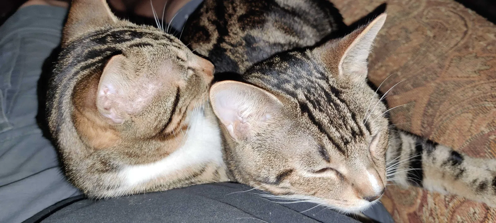 Lost cat in Baytown, TX, 77520