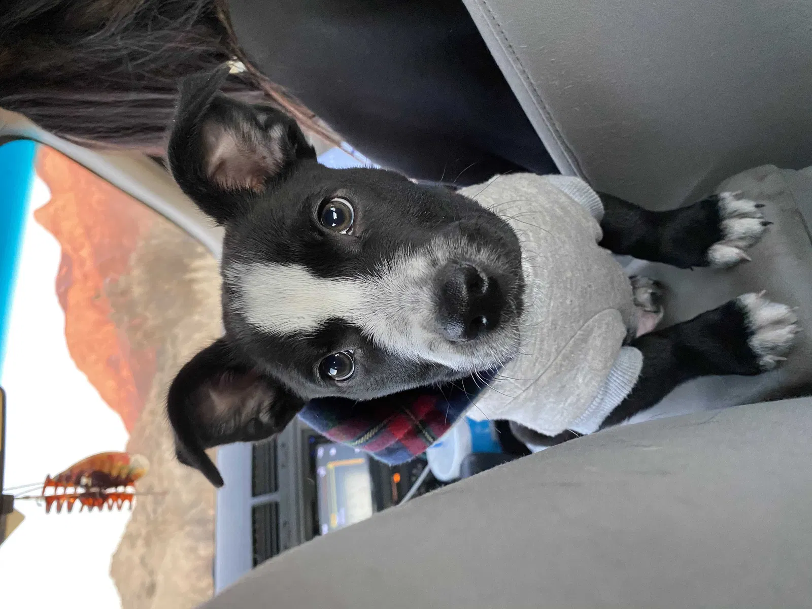 Lost dog in Albuquerque, NM, 87107