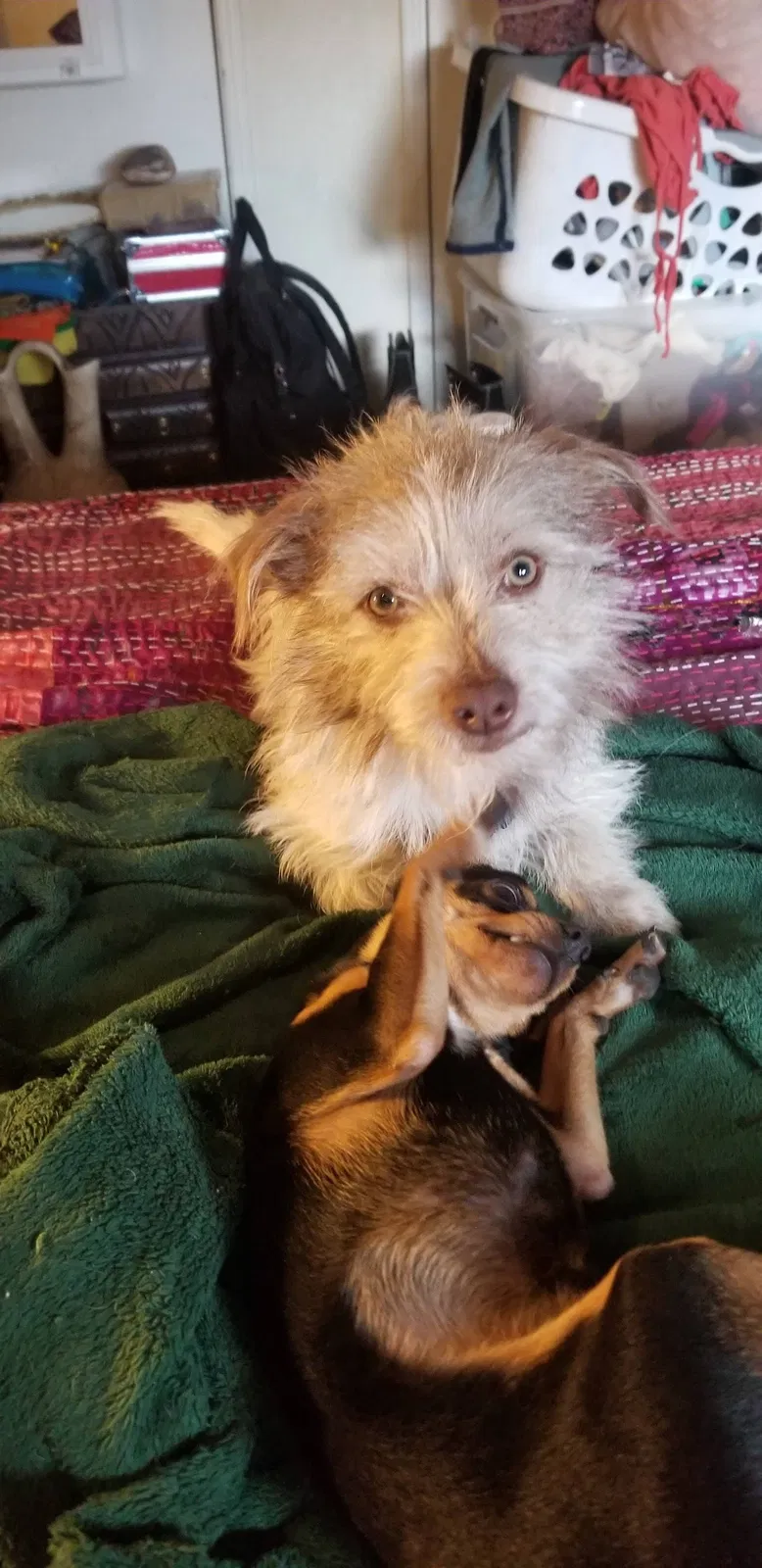 Lost dog in Farmington, NM, 87401