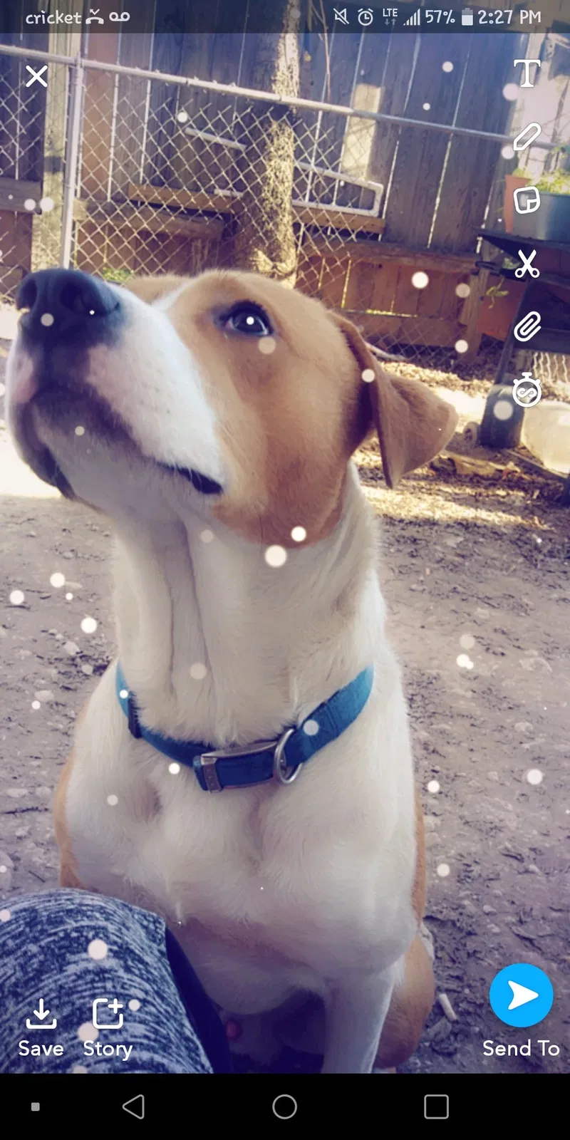 Lost dog in Copperas Cove, TX, 76522