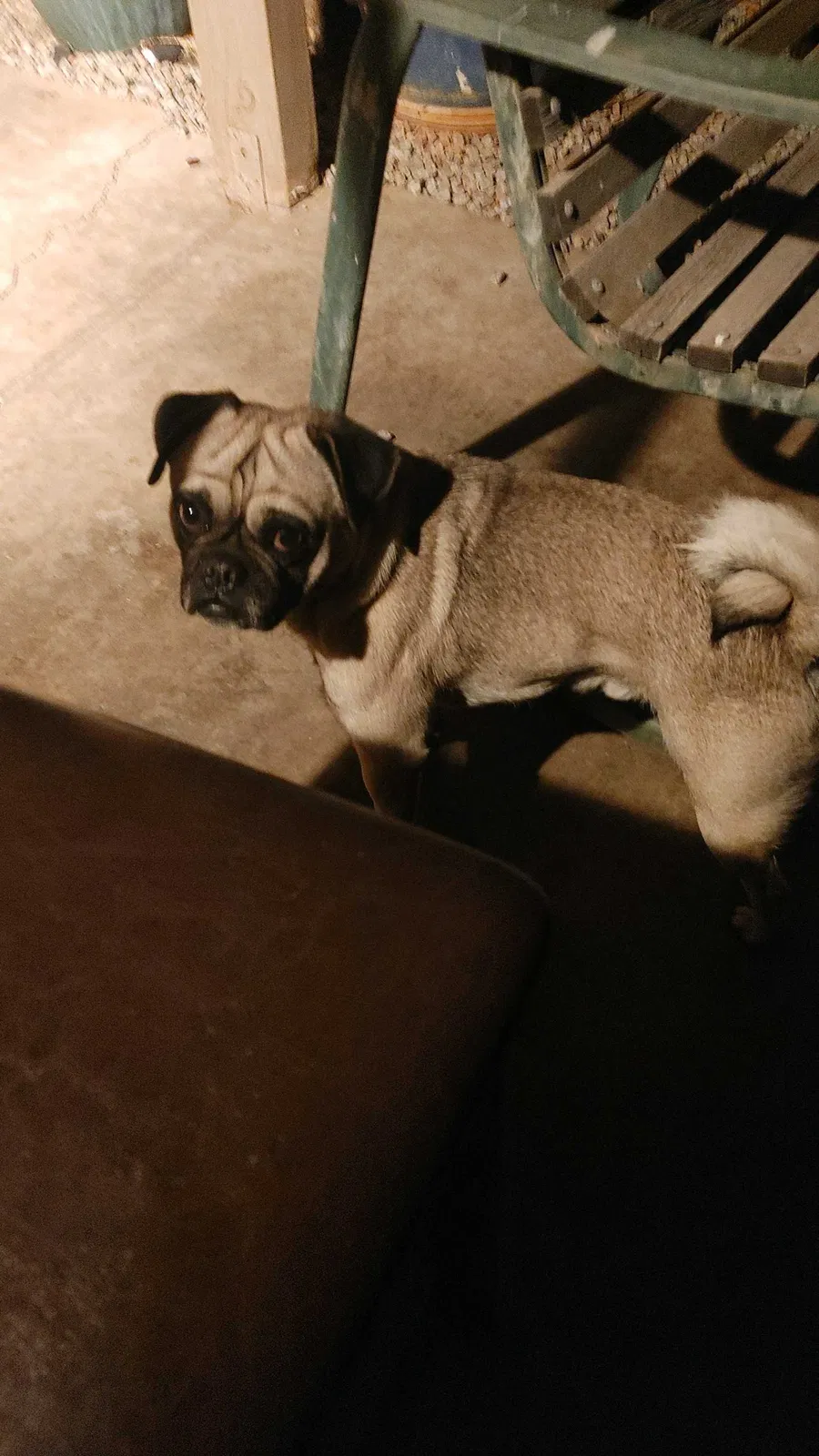 Lost dog in Glendale, AZ, 85304