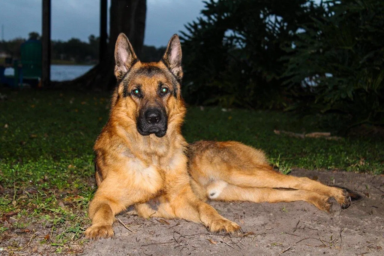 Lost dog in Tampa, FL, 33614