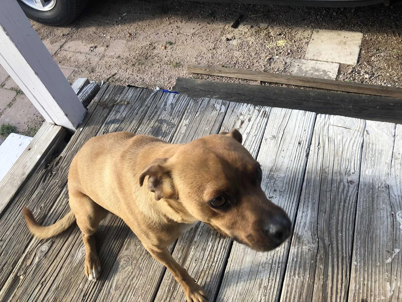 Lost dog in Mesa, AZ, 85208