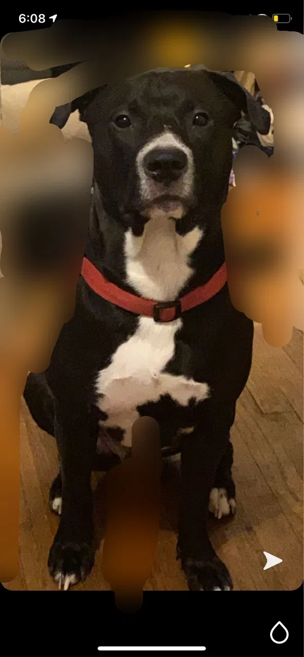 Lost dog in Detroit, MI, 48224