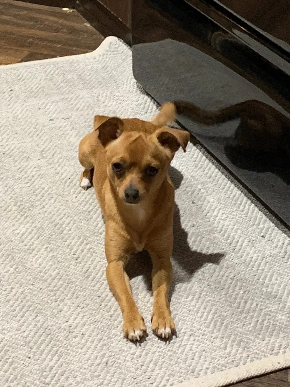 Lost dog in Corpus Christi, TX, 78418