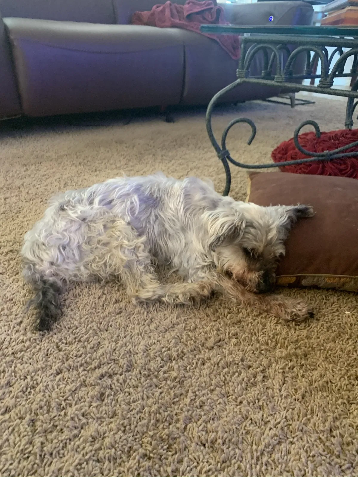 Lost dog in San Diego, CA, 92131