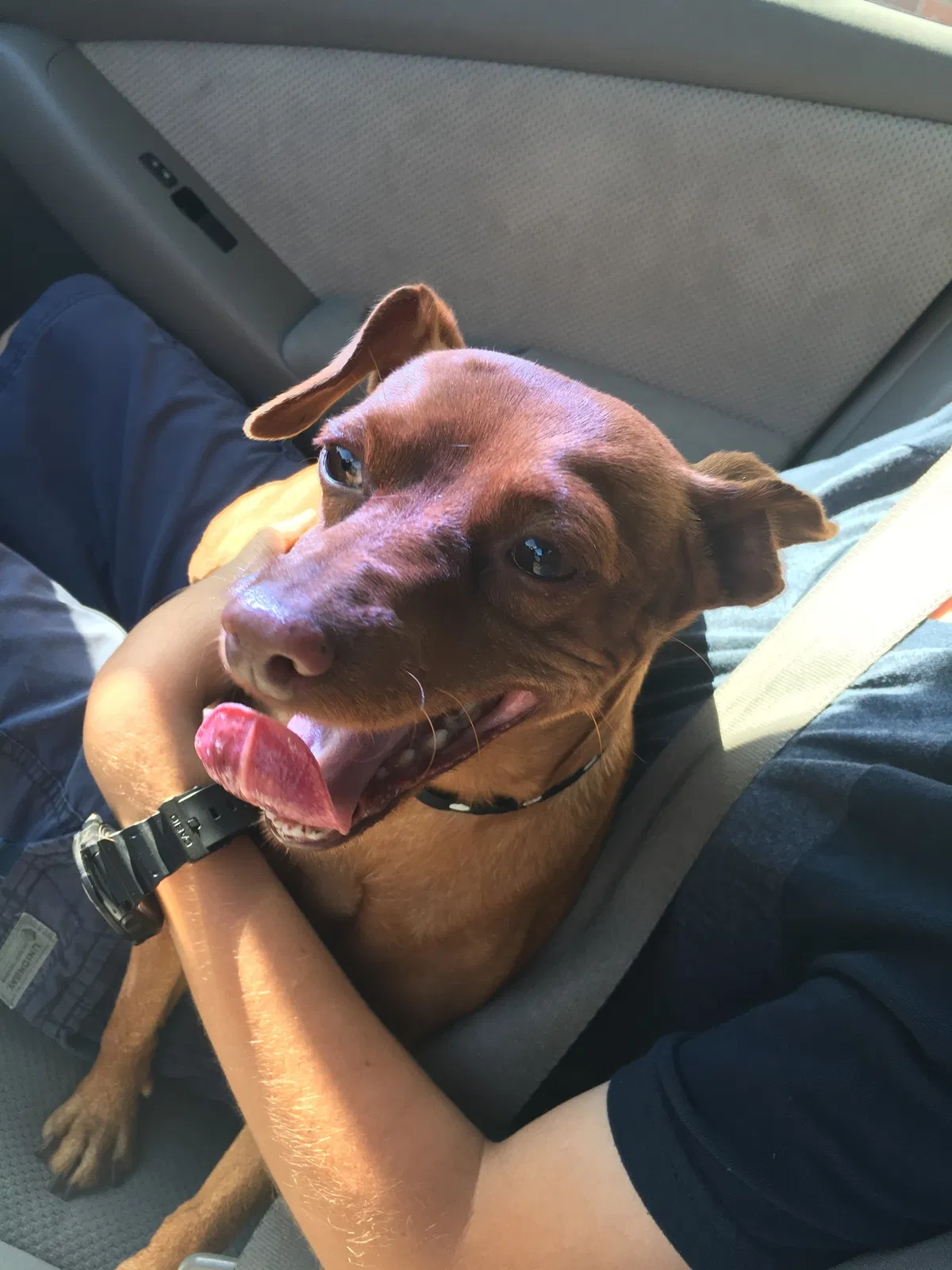 Lost dog in Sacramento, CA, 95823