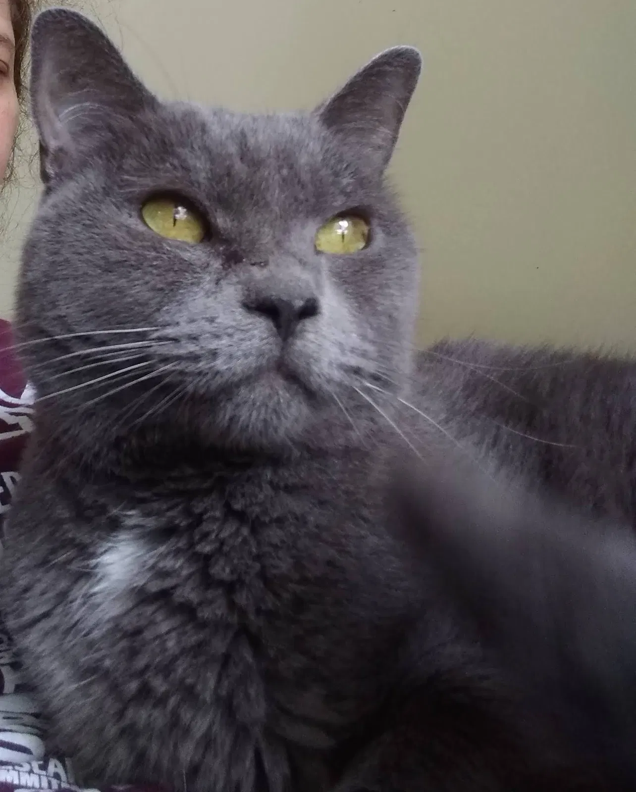 Lost cat in Fort Pierce, FL, 34982