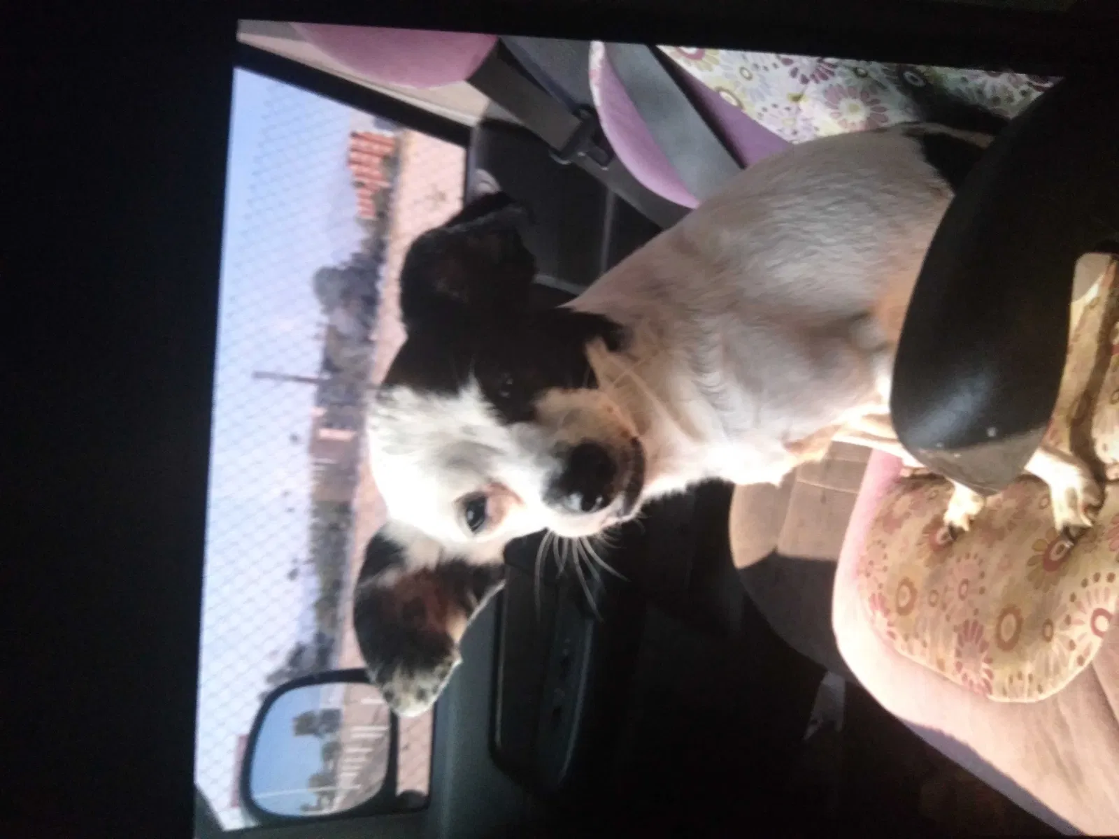 Lost dog in Henderson, NV, 89014