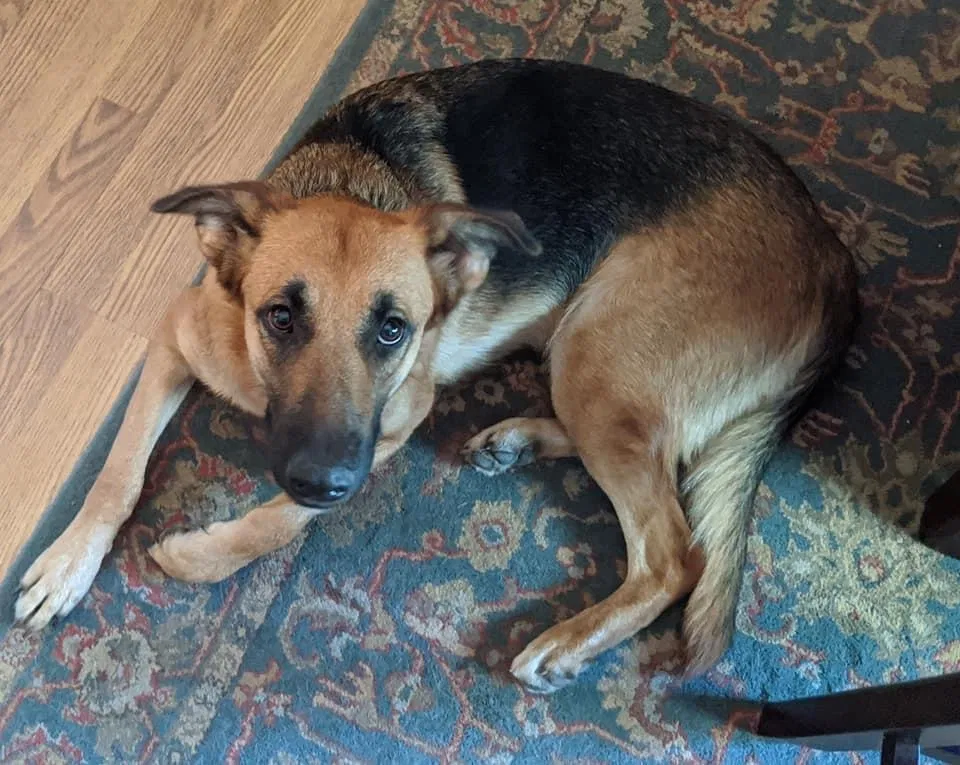 Lost dog in Newton, KS, 67114
