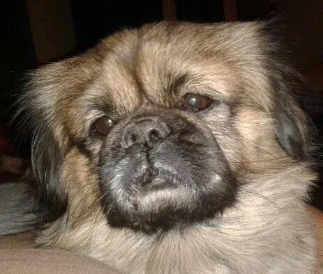 Lost dog in Phoenix, AZ, 85035