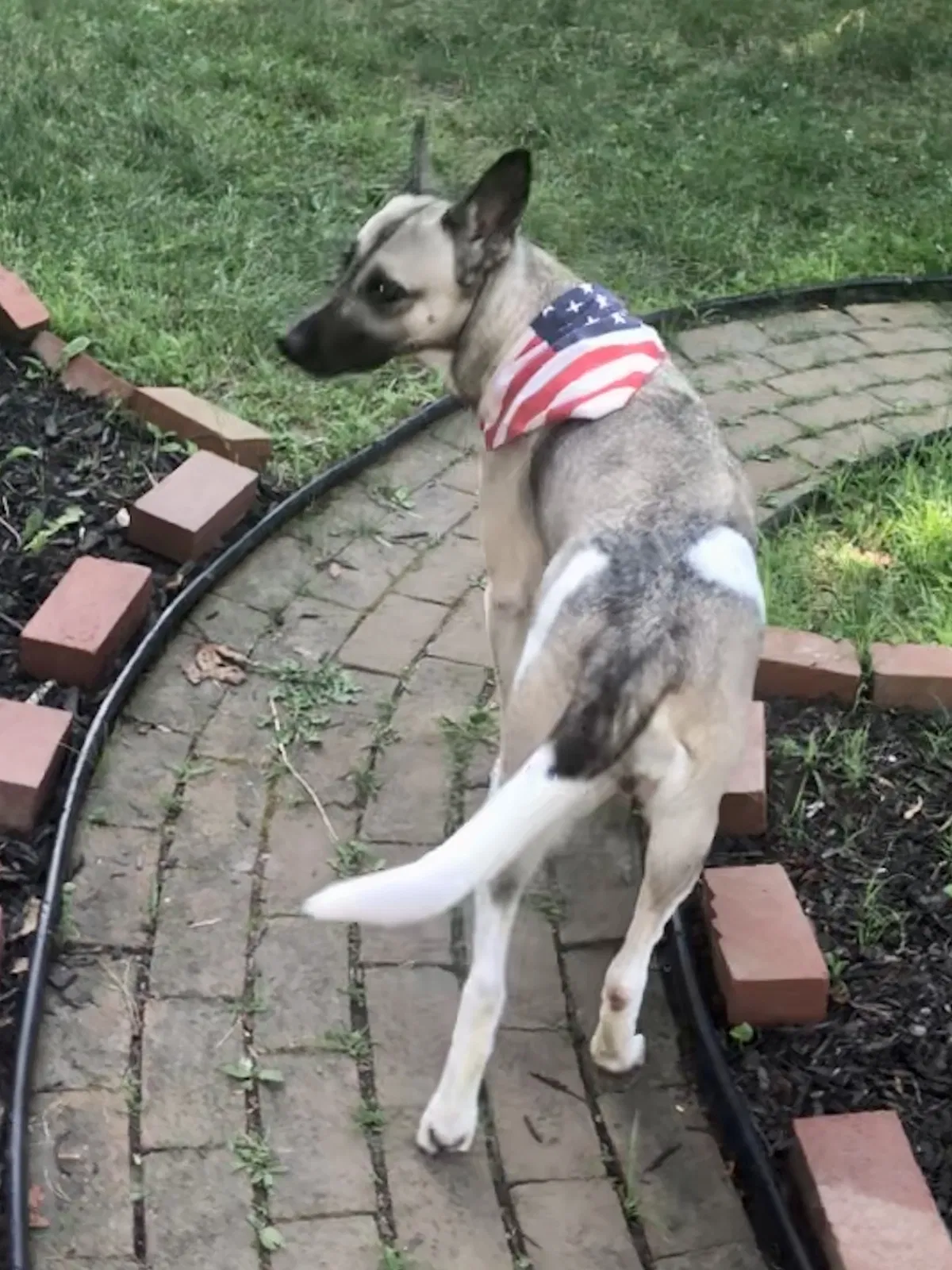 Lost dog in Canton, OH, 44721